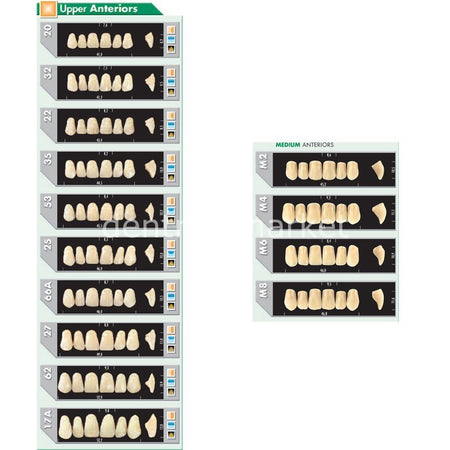 Major Plus Acrylic Teeth Full Set of 28