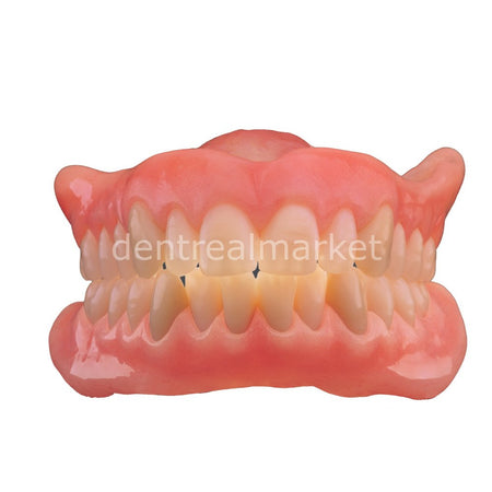 Schottlander Enigmalife+ Posterior 8-Set Teeth