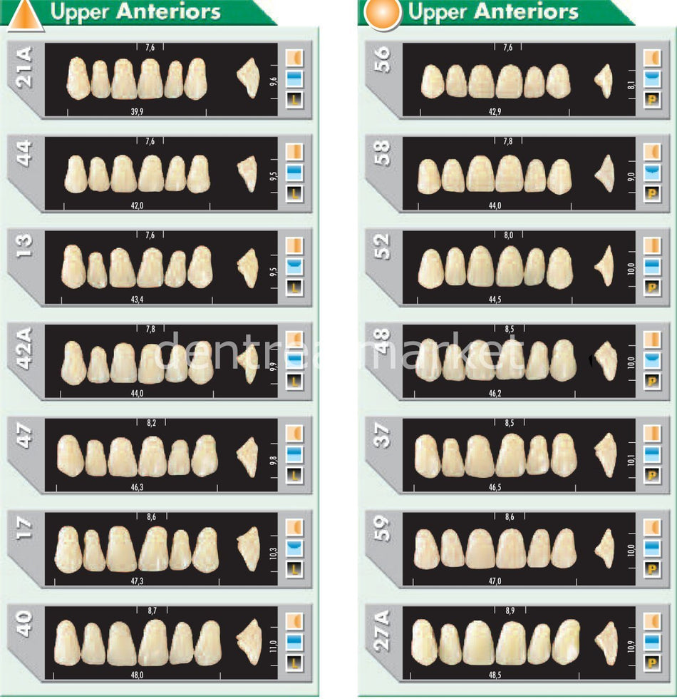 Major Plus Acrylic Teeth Full Set of 28