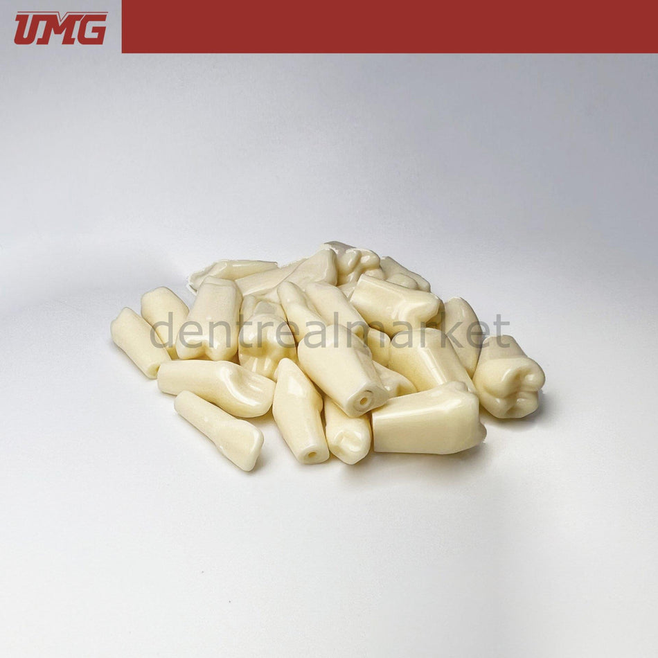 DentrealStore - Umg Dental UM-C4 Permanent Teeth With Straight Roots