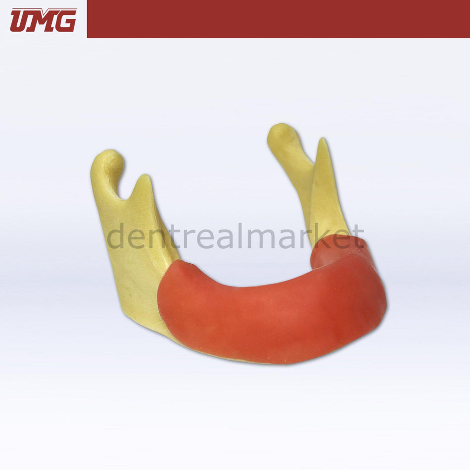 DentrealStore - Umg Dental Umg Model Anatomically Shaped Bone Mandible for Implant Placement Application - UM-Z12