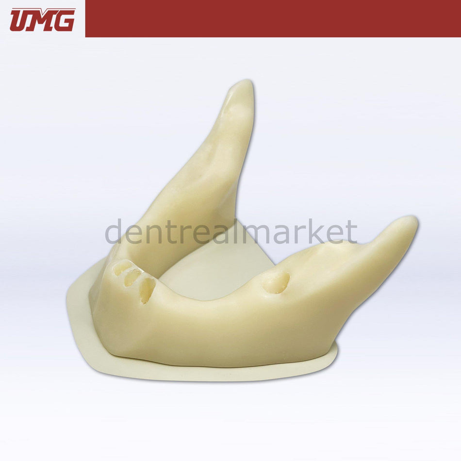 DentrealStore - Umg Dental Umg Model Anatomically Shaped Bone Mandible for Implant Placement Application - UM-Z8