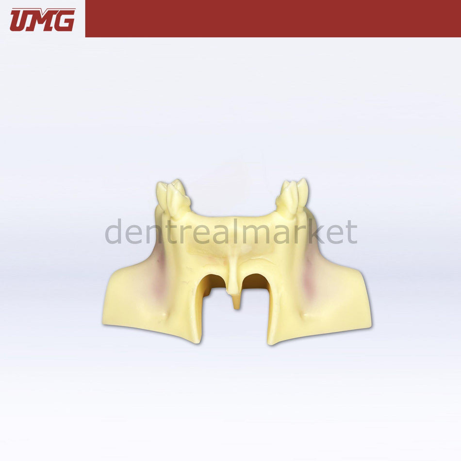 DentrealStore - Umg Dental Umg Model Sine Lift Training Model - UM-Z14